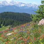 These wildflowers on Shrine Ridge would be preferred over the 2023 property valuations sent out May 1st