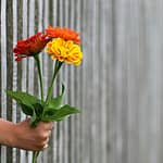 Beautiful flowers being handed through a fence that appears to be a barrier
