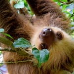 slower market like a sloth