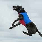 a dog jumps up like interest rates on second homes