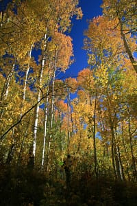Gold Leaves in September in Summit County