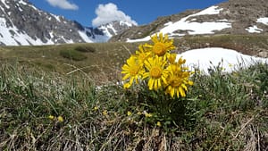 Flowers are abundant while hiking