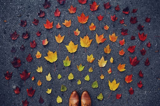 Photo of leaves in different colors that have evolved like the summit county short term rental regulations by Fallon Michael on Unsplash