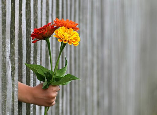 Beautiful flowers handed through a fence that appears to be a barrier to a good time to buy