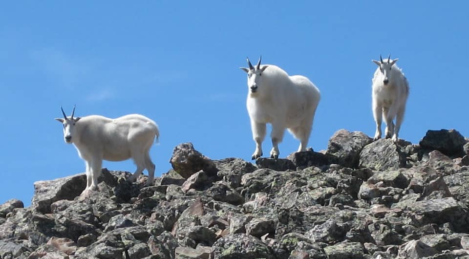 Mountain Goats in Summit County